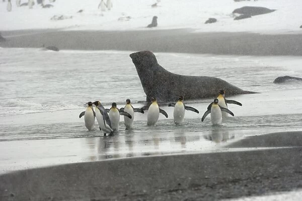 King Penguin and Elephant Seal in background - in blizzard, South Georgia, Antarctica