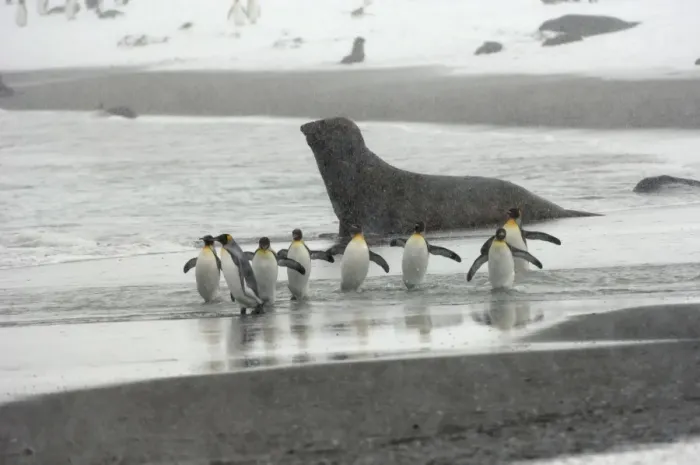 Framed Print : King Penguin and Elephant Seal in background - in blizzard, South Georgia, Antarctica Framed Print : King Penguin and Elephant Seal in background - in blizzard, South Georgia, Antarctica