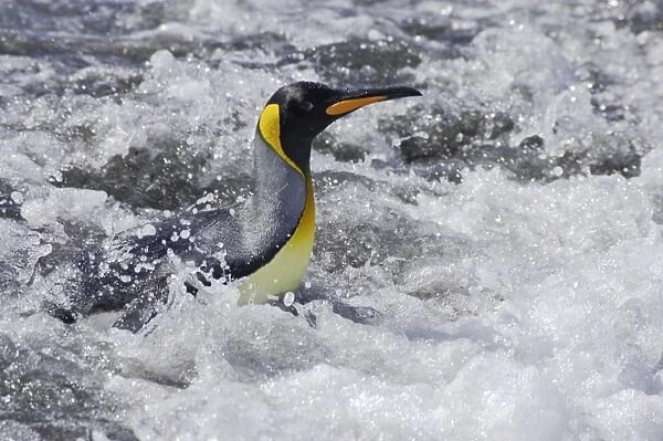 King Penguin - Emerging from sea Aptenodytes patagonicus Salisbury Plain South Georgia BI008080