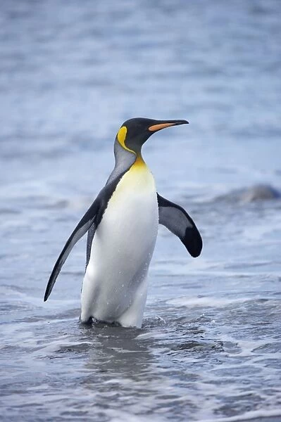 King Penguin - Emerging from sea Aptenodytes patagonicus Salisbury Plain South Georgia BI008399