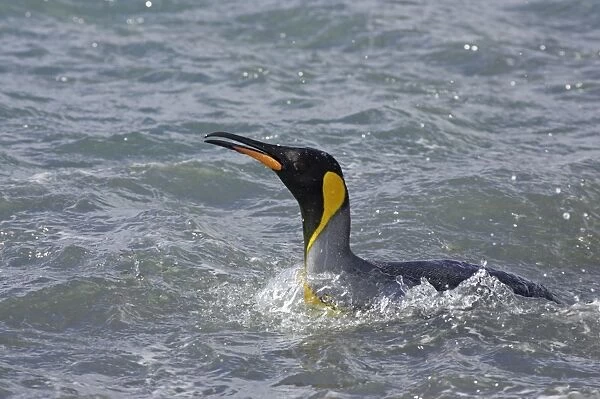 King Penguin - Entering sea Aptenodytes patagonicus Salisbury Plain South Georgia BI008095