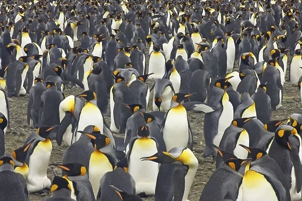 King Penguin - Huge breeding colony Aptenodytes patagonicus Salisbury Plain South Georgia BI008039