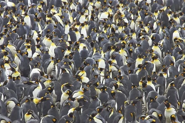 King Penguin - Huge breeding colony Aptenodytes patagonicus Salisbury Plain South Georgia BI008231