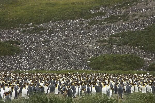 King Penguin - Huge breeding colony Aptenodytes patagonicus Salisbury Plain South Georgia BI008243