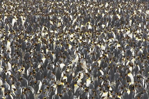 King Penguin - Huge breeding colony Aptenodytes patagonicus Salisbury Plain South Georgia BI008270