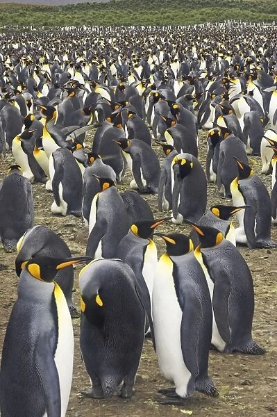 King Penguin - Huge breeding colony Aptenodytes patagonicus Salisbury Plain South Georgia BI008019