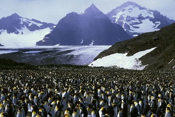 King Penguin - Incubating, with older chicks, Salisbury Plain, South Georgia, Antarctica, Islands in southern oceans, December JPF42210