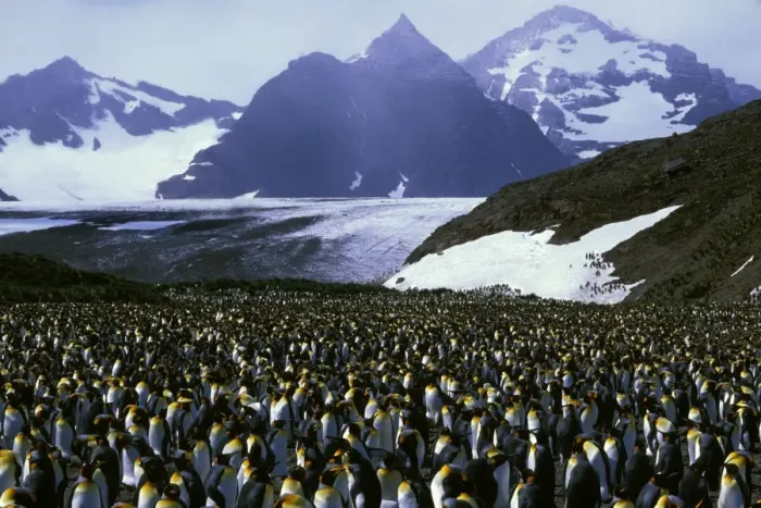 Framed Print : King Penguin - Incubating, with older chicks, Salisbury Plain, South Georgia, Antarctica, Islands in southern oceans, December JPF42210 Framed Print : King Penguin - Incubating, with older chicks, Salisbury Plain, South Georgia, Antarctica, Islands in southern oceans, December JPF42210
