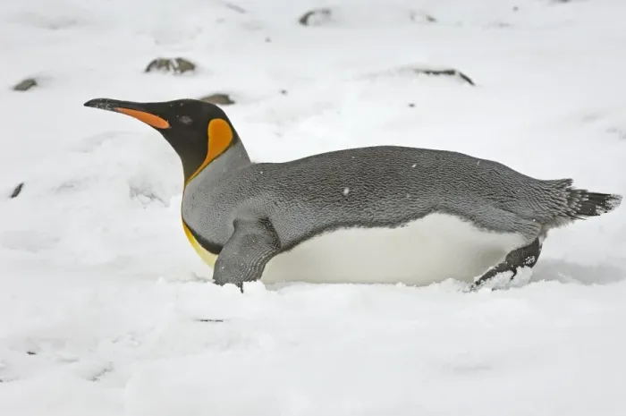 Framed Print : King Penguin - lying on snow, South Georgia, Antarctica Framed Print : King Penguin - lying on snow, South Georgia, Antarctica