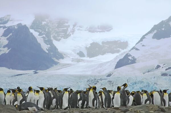 King Penguin - Moulting flock in front of Glacier Aptenodytes patagonicus Ross Glacier South Georgia BI008331