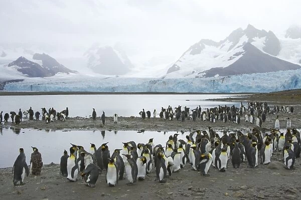 King Penguin - Moulting flock in front of Glacier Aptenodytes patagonicus Ross Glacier South Georgia BI008344