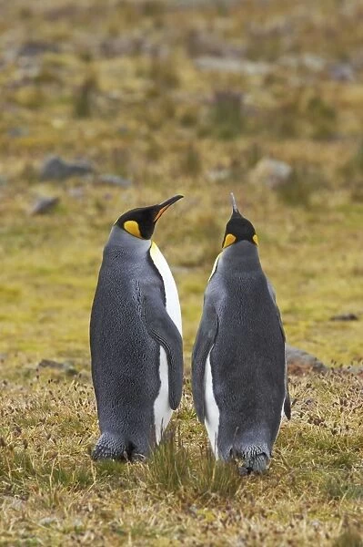 King Penguin - Pair Aptenodytes patagonicus Fortuna Bay South Georgia @fileNoext@