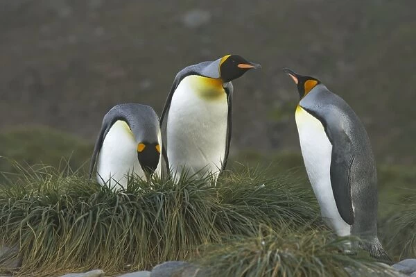 King Penguin - Pair and interloper Aptenodytes patagonicus Salisbury Plain South Georgia BI008422