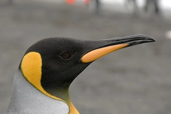 King Penguin portrait - South Georgia, Antarctica