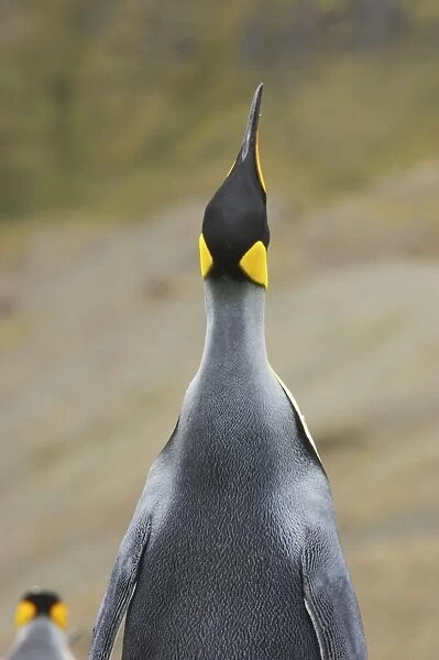 King Penguin - Skypointing Aptenodytes patagonicus Fortuna Bay South Georgia BI008178
