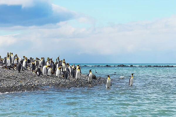 King penguins on the beach, Gold Harbour, South Georgia, Antarctica Date: 03-03-2020