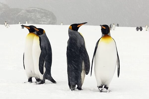King Penguins in blizzard - South Georgia - Antarctica