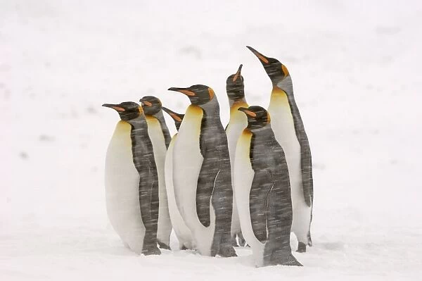 King Penguins in blizzard - South Georgia - Antarctica