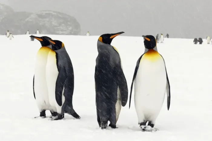Framed Print : King Penguins in blizzard - South Georgia - Antarctica Framed Print : King Penguins in blizzard - South Georgia - Antarctica