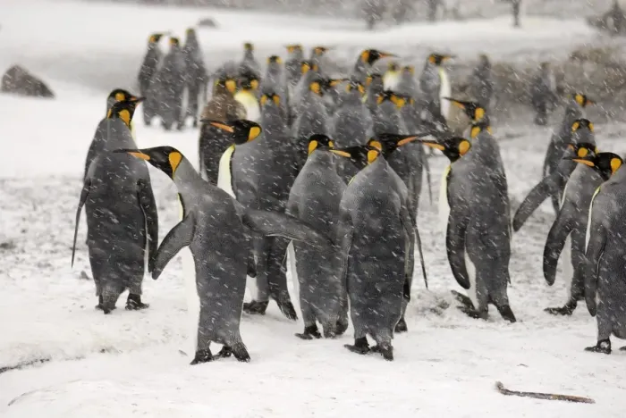 Framed Print : King Penguins in blizzard - South Georgia - Antarctica