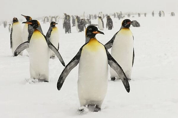King Penguins in blizzard - South Georgia - St. Andrews Bay - Antarctica