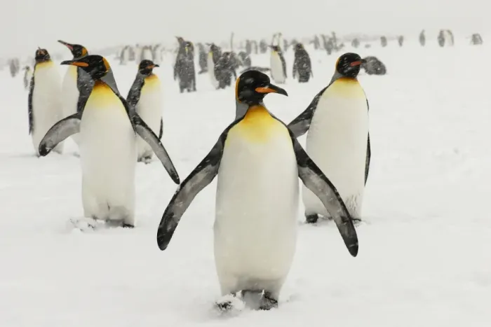 Framed Print : King Penguins in blizzard - South Georgia - St. Andrews Bay - Antarctica Framed Print : King Penguins in blizzard - South Georgia - St. Andrews Bay - Antarctica