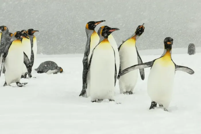 Framed Print : King Penguins in blizzard - South Georgia - St. Andrews Bay - Antarctica Framed Print : King Penguins in blizzard - South Georgia - St. Andrews Bay - Antarctica