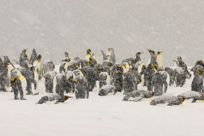 Framed Print : King Penguins in blizzard - South Georgia - St. Andrews Bay - Antarctica Framed Print : King Penguins in blizzard - South Georgia - St. Andrews Bay - Antarctica