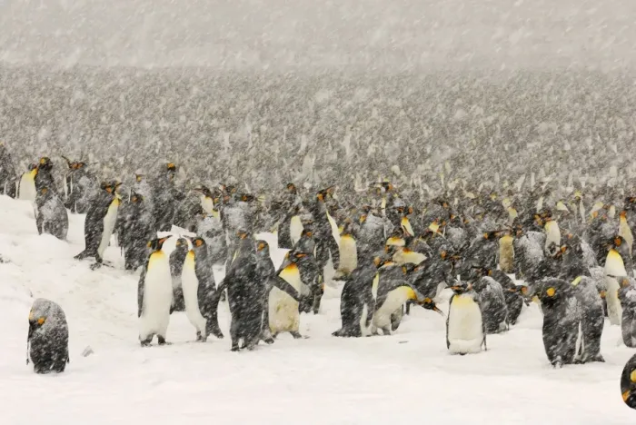 Framed Print : King Penguins in blizzard - South Georgia - St. Andrews Bay - Antarctica