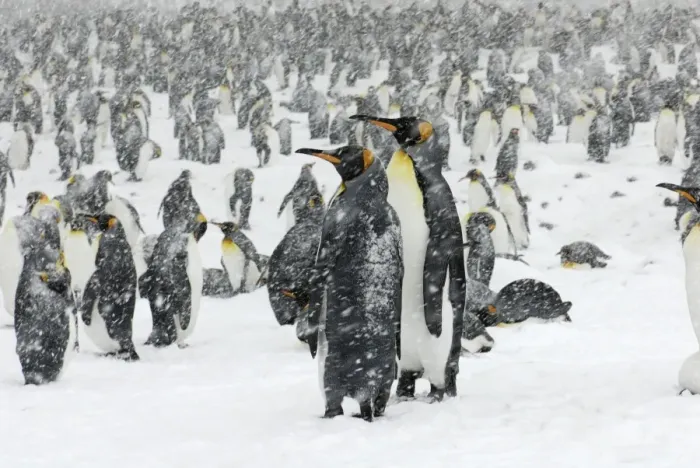 Framed Print : King Penguins in blizzard - South Georgia - St. Andrews Bay - Antarctica Framed Print : King Penguins in blizzard - South Georgia - St. Andrews Bay - Antarctica