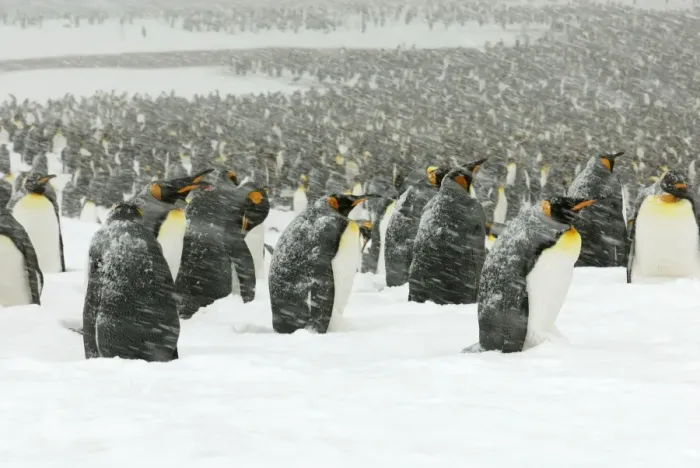 Framed Print : King Penguins in blizzard - South Georgia - St. Andrews Bay - Antarctica Framed Print : King Penguins in blizzard - South Georgia - St. Andrews Bay - Antarctica
