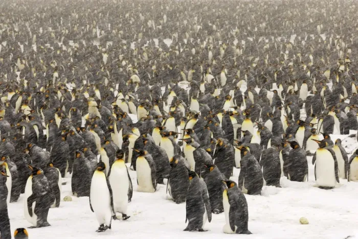Framed Print : King Penguins in blizzard - South Georgia - St. Andrews Bay - Antarctica Framed Print : King Penguins in blizzard - South Georgia - St. Andrews Bay - Antarctica