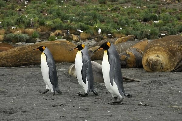 King Penguins with Elephant Seals in background. South Georgia, Antarctica