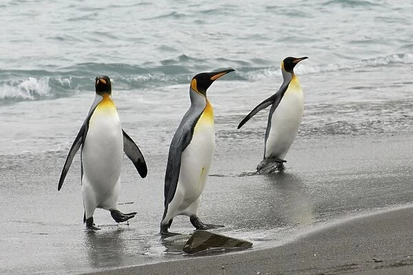 King Penguins leaving water, South Georgia, Antarctica