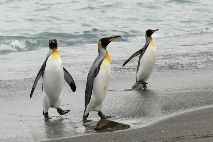 Framed Print : King Penguins leaving water, South Georgia, Antarctica Framed Print : King Penguins leaving water, South Georgia, Antarctica