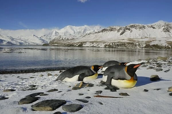 King Penguins lying on snow, Grytviken, South Georgia, Antarctica