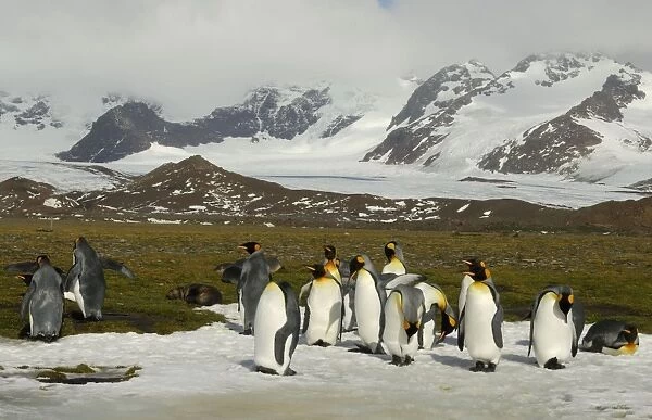King Penguins, Salisbury Plain, South Georgia, Antarctica