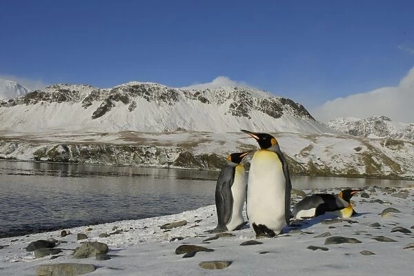 King Penguins in snow. Grytviken - South Georgia - Antarctica