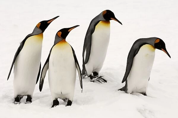 King Penguins in snow, St. Andrews Bay, South Georgia, Antarctica
