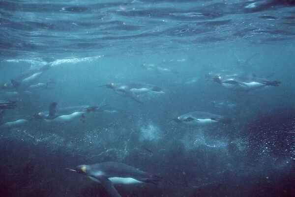 King Penguins - underwater - Crozet Island AU-1230
