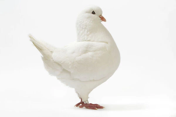 King Pigeon - white