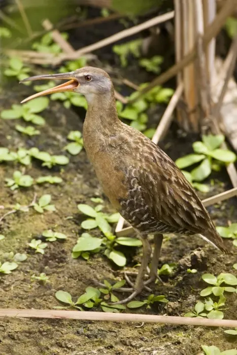 Framed Print : King Rail South Texas in March