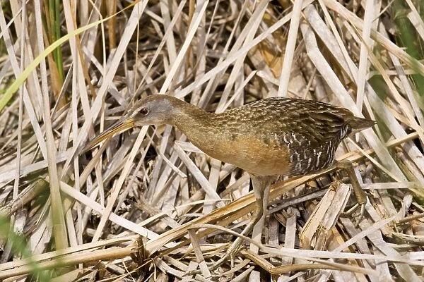 King Rail South Texas in March