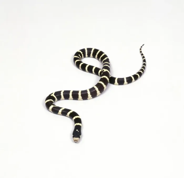 Framed Print : King Snake JD 15645 © John Daniels / ARDEA LONDON Framed Print : King Snake JD 15645 © John Daniels / ARDEA LONDON
