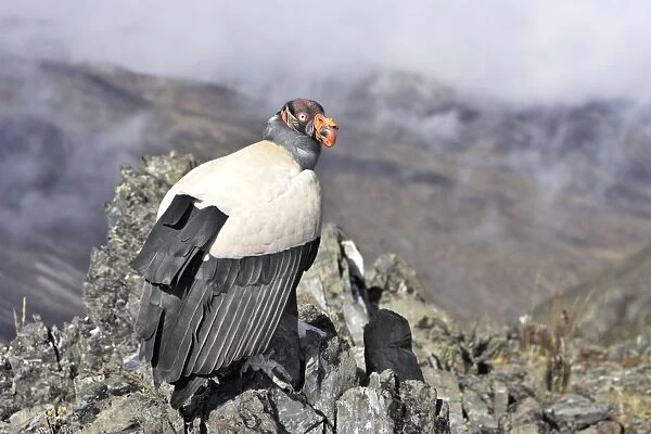 King Vulture. The Andes - Merida - Pico De Aguila - Venezuela