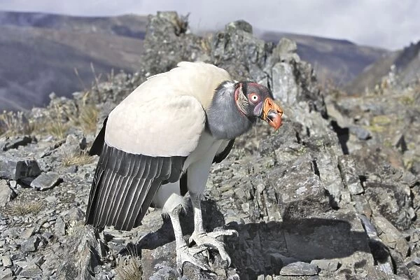 King Vulture. The Andes - Merida - Pico De Aguila - Venezuela