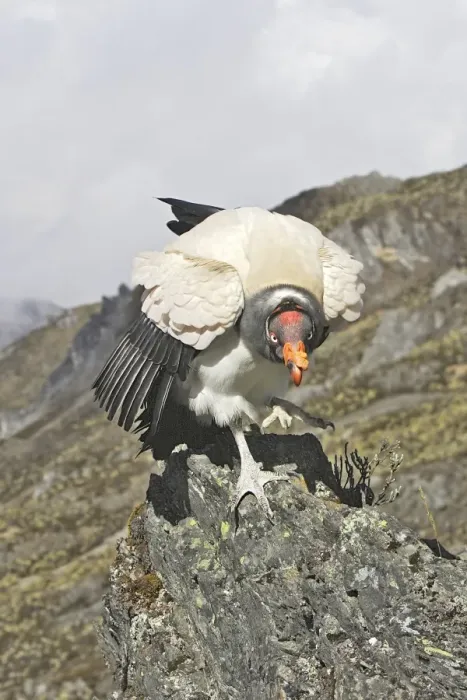 Framed Print : King Vulture. The Andes - Merida - Pico De Aguila - Venezuela Framed Print : King Vulture. The Andes - Merida - Pico De Aguila - Venezuela
