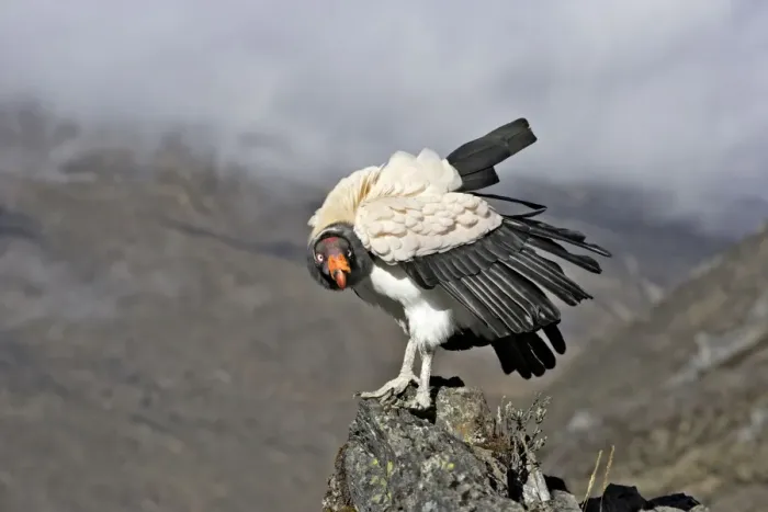 Framed Print : King Vulture. The Andes in Venezuela Framed Print : King Vulture. The Andes in Venezuela