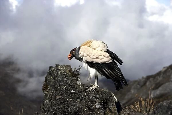 King Vulture. The Andes in Venezuela