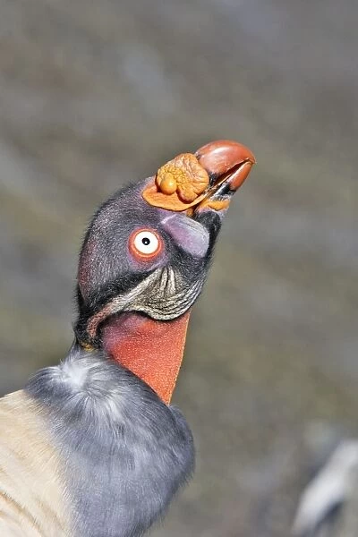 King Vulture - close-up of face. The Andes - Merida - Pico De Aguila - Venezuela